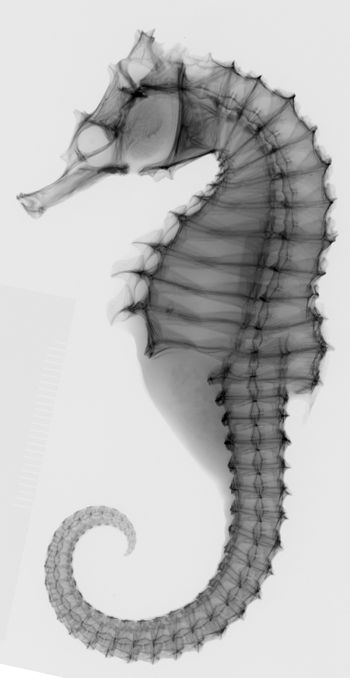 Media type: image;   Ichthyology 51547 Aspect: lateral,description